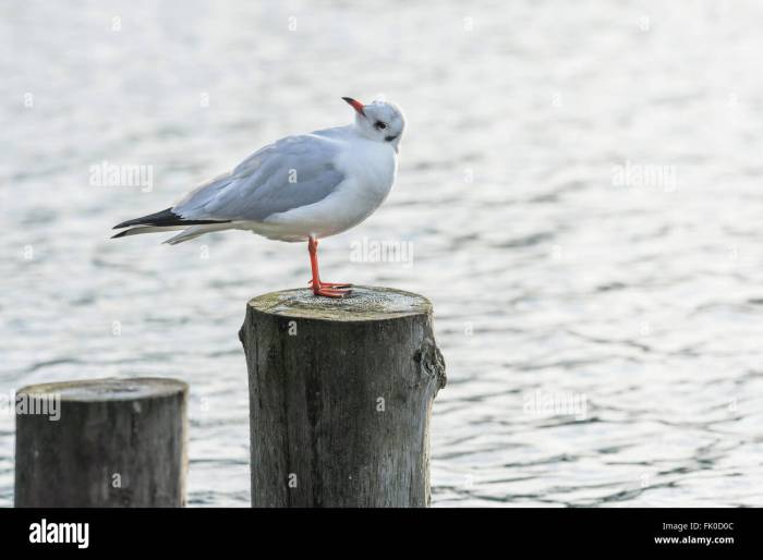 Seagull